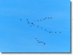 P1100972 * Vol de Canards. * 1600 x 1200 * (357KB)
