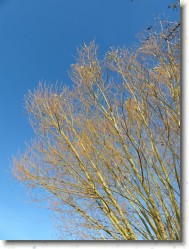P1100973 * Arbre doré par le soleil sur fond de ciel bleu azur à Saint-Valéry-sur-Somme. * 1200 x 1600 * (835KB)
