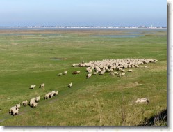 P1100981 * Champs de prés-salés où les moutons et agneaux se nourrissent (appelation AOC) ! * 1600 x 1200 * (637KB)