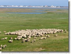 P1100982 * Champs de prés-salés où les moutons et agneaux se nourrissent (appelation AOC) ! * 1600 x 1200 * (724KB)