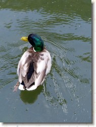 P1150213 * Les Marais de Bourges : Canard. * 1200 x 1600 * (400KB)