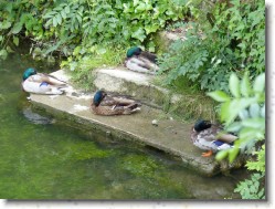 P1150214 * Les Marais de Bourges : canards au repos. * 1600 x 1200 * (735KB)