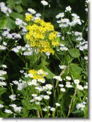 P1150234 * Les Marais de Bourges : fleurs. * 1200 x 1600 * (550KB)